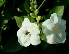  Inflorescence-Raceme